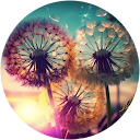 Mala2981 profile picture